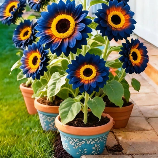 Blue Flame Sunflower Seeds 100 Grams Organic Pot Mix Free